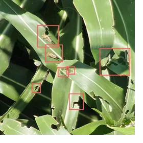Insect damage in a corn leaf