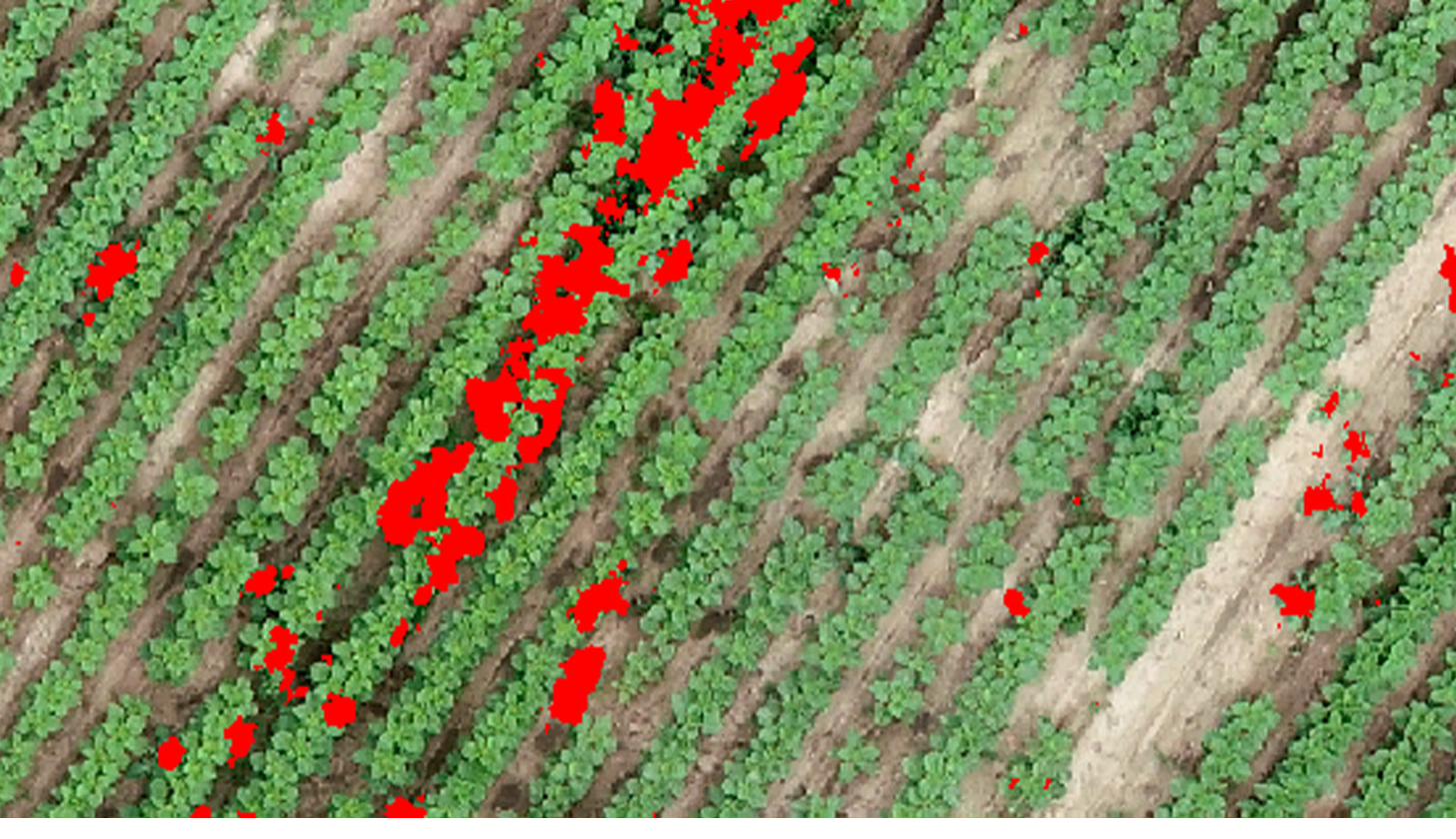 Weed detection mapping