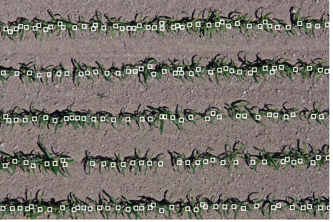 Drone-based stand count imagery
